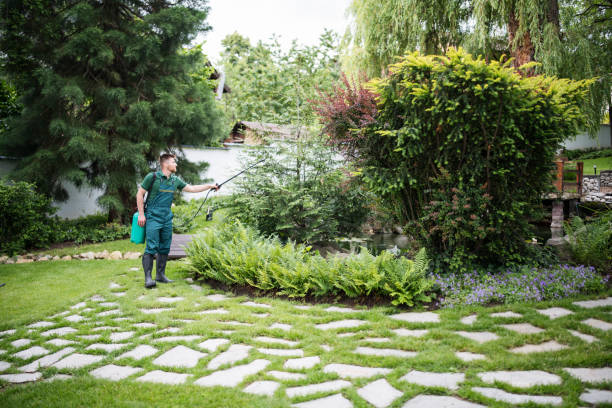 Best Ant Control Services  in Ingram, TX