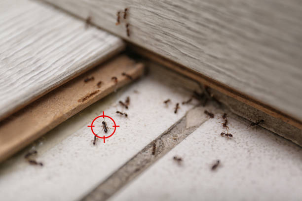 Best Wildlife Control Services  in Ingram, TX