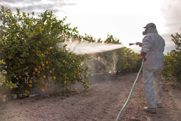 Pest Prevention Services in Ingram, TX