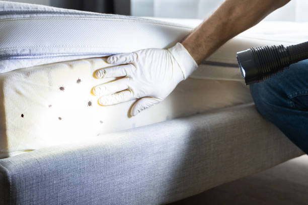 Best Local Pest Control Services  in Ingram, TX