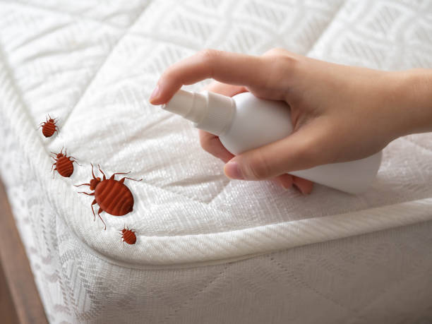 Best Pest Inspection Near Me  in Ingram, TX