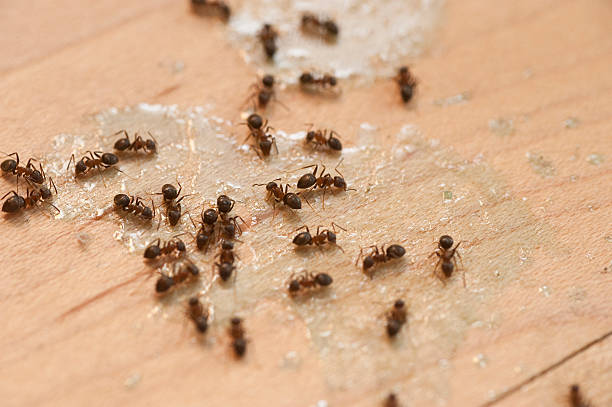 Best Emergency Pest Control  in Ingram, TX