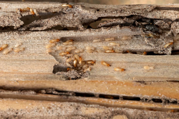 Best Commercial Pest Control Services  in Ingram, TX