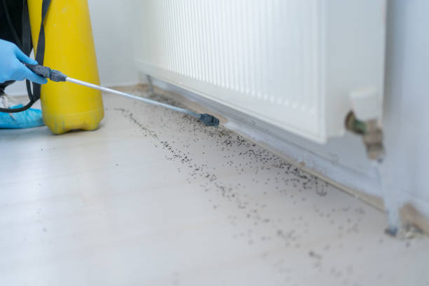 Best Exterminator Services  in Ingram, TX