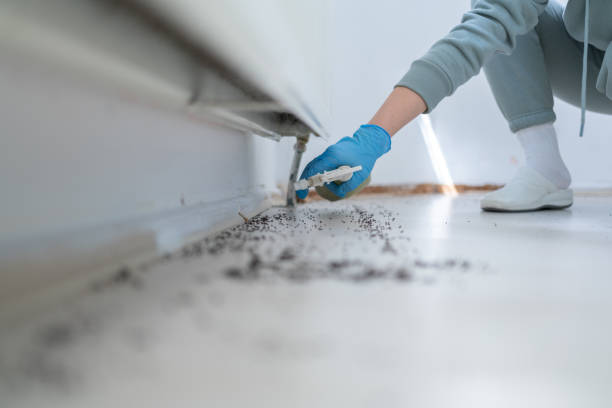 Professional Pest Control in Ingram, TX